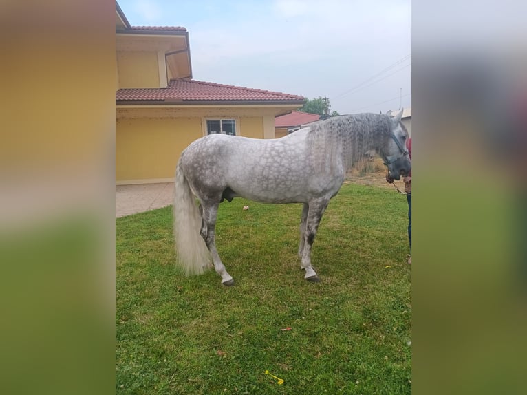 Caballo de deporte español Semental 7 años Tordo in Kent Washington