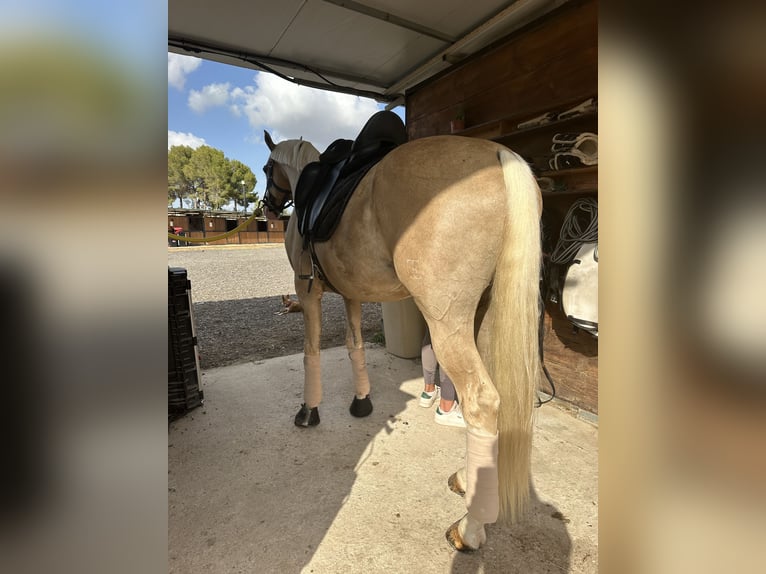 Caballo de deporte español Semental 9 años 167 cm Palomino in Conde Cortichelles, Del (Masia)