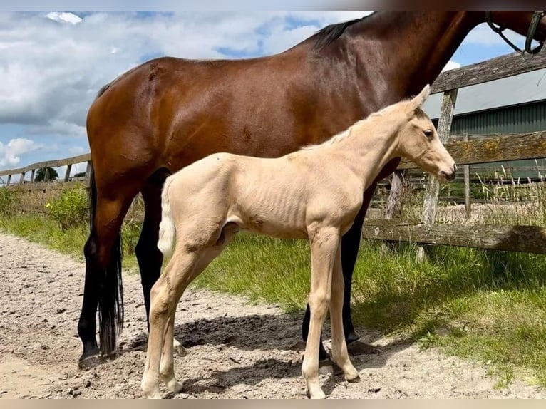 Caballo de deporte español Semental Cremello in Barneveld