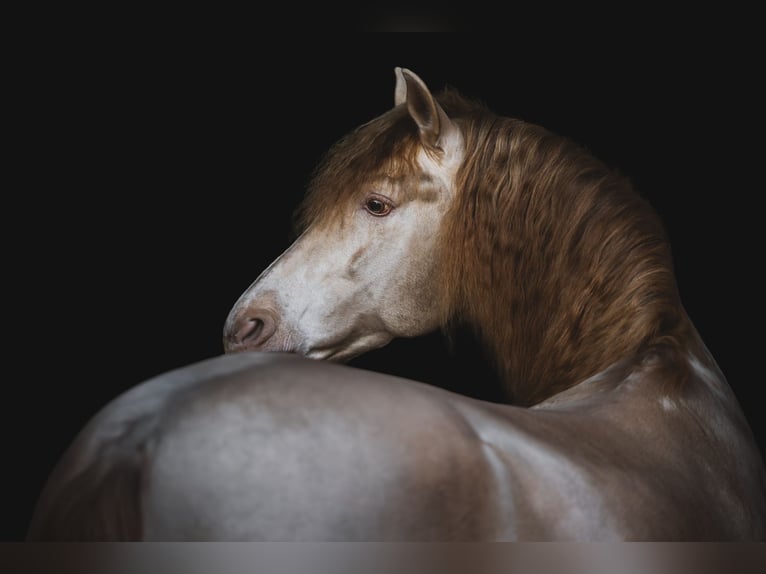 Caballo de deporte español Semental Perlino in Aartrijke
