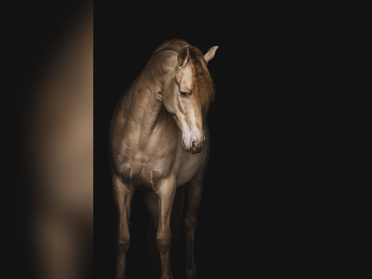 Caballo de deporte español Semental Perlino in Aartrijke