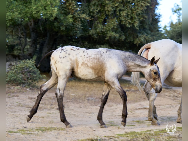 Caballo de deporte español Semental Potro (03/2024) Atigrado/Moteado in Navalperal De Pinares