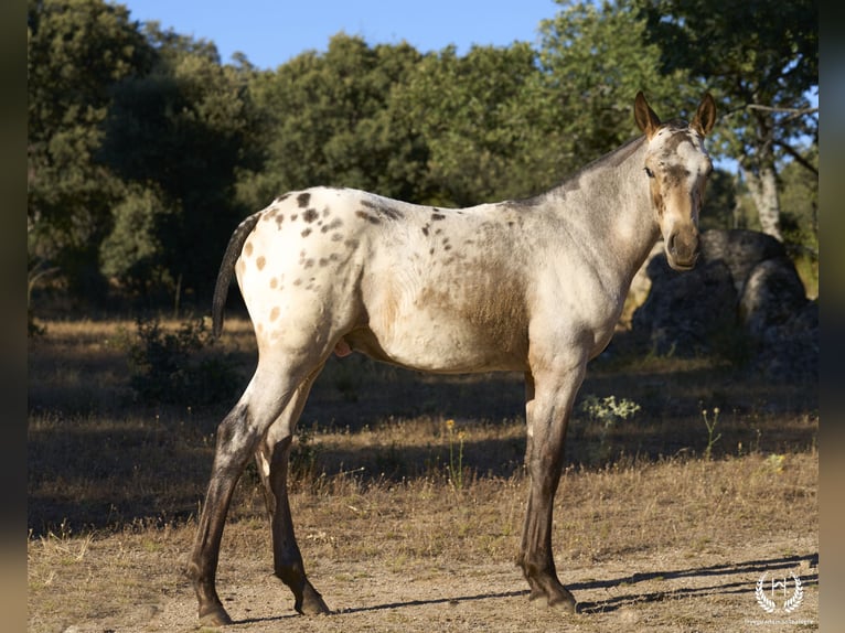 Caballo de deporte español Semental Potro (03/2024) Atigrado/Moteado in Navalperal De Pinares