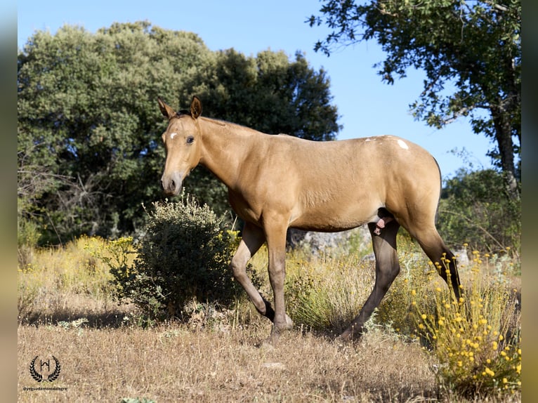 Caballo de deporte español Semental Potro (05/2024) Atigrado/Moteado in Navalperal De Pinares