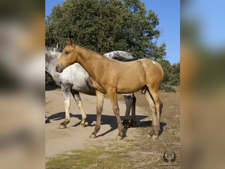 Caballo de deporte español Semental Potro (05/2024) Atigrado/Moteado in Navalperal De Pinares