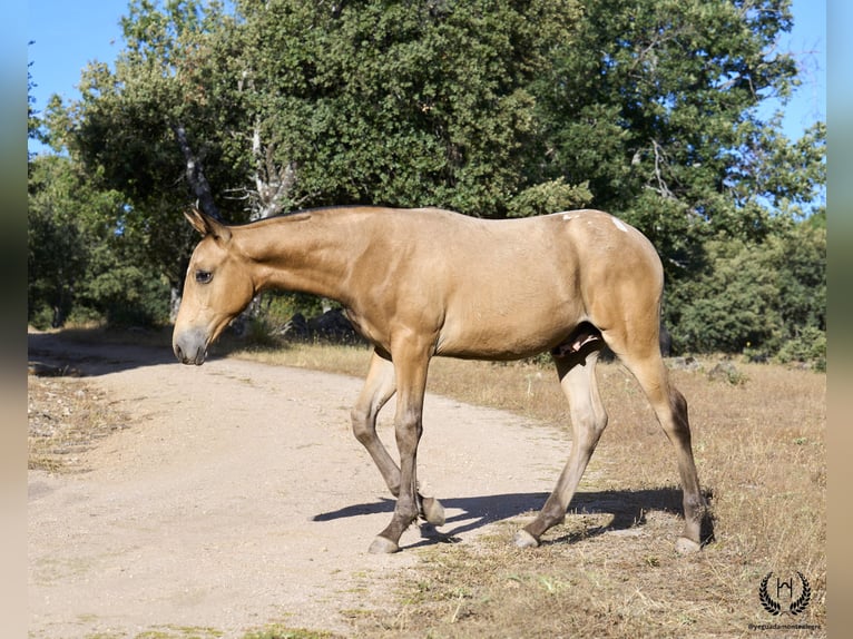 Caballo de deporte español Semental Potro (05/2024) Atigrado/Moteado in Navalperal De Pinares