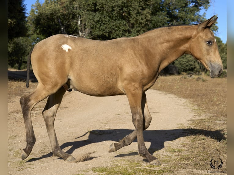 Caballo de deporte español Semental Potro (05/2024) Atigrado/Moteado in Navalperal De Pinares