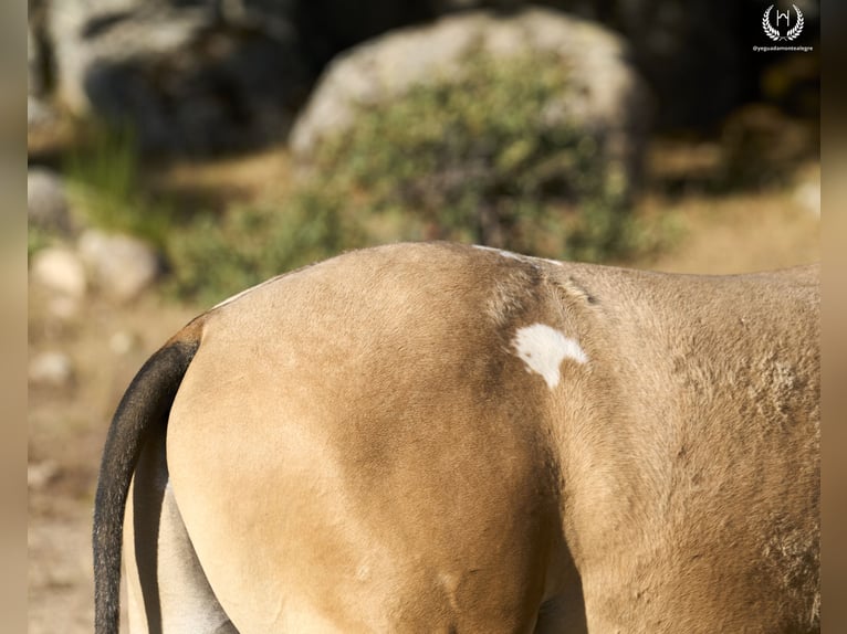 Caballo de deporte español Semental Potro (05/2024) Atigrado/Moteado in Navalperal De Pinares