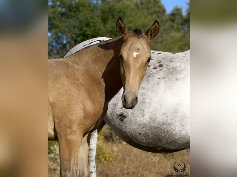 Caballo de deporte español Semental Potro (05/2024) Atigrado/Moteado in Navalperal De Pinares