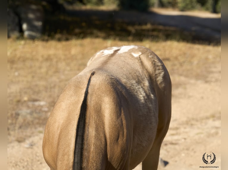 Caballo de deporte español Semental Potro (05/2024) Atigrado/Moteado in Navalperal De Pinares