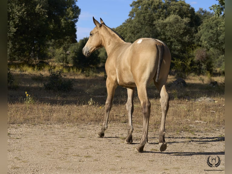 Caballo de deporte español Semental Potro (05/2024) Atigrado/Moteado in Navalperal De Pinares