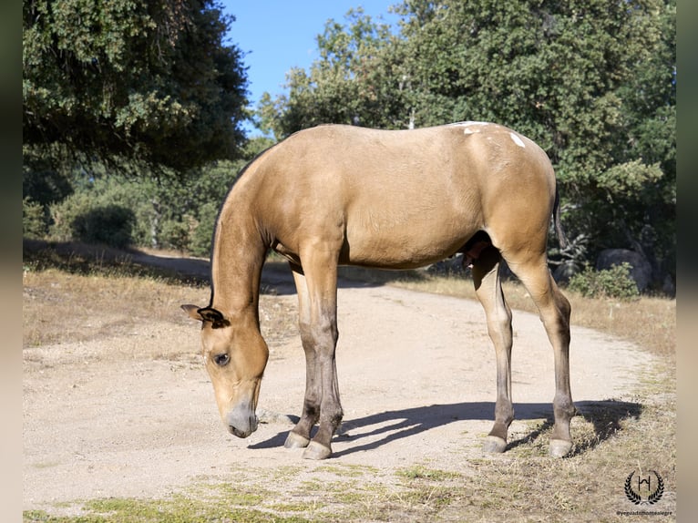 Caballo de deporte español Semental Potro (05/2024) Atigrado/Moteado in Navalperal De Pinares