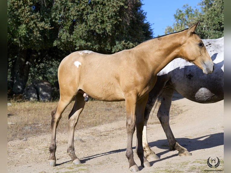 Caballo de deporte español Semental Potro (05/2024) Atigrado/Moteado in Navalperal De Pinares