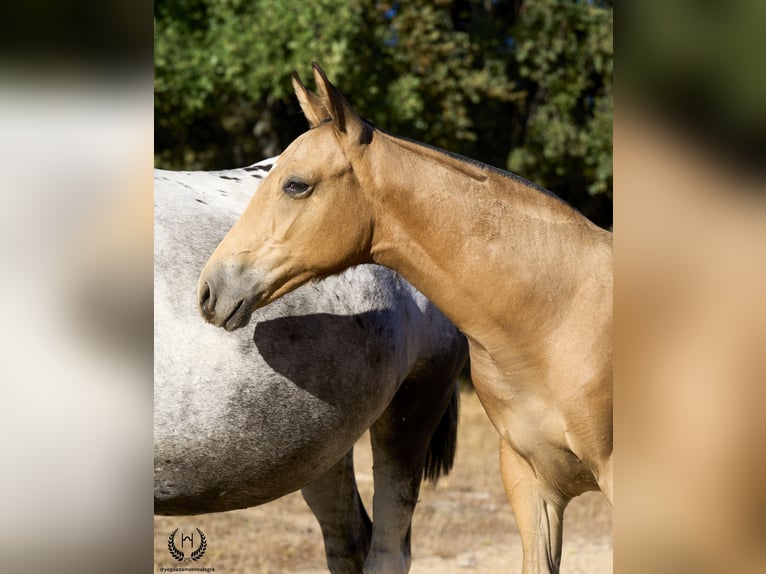 Caballo de deporte español Semental Potro (05/2024) Atigrado/Moteado in Navalperal De Pinares