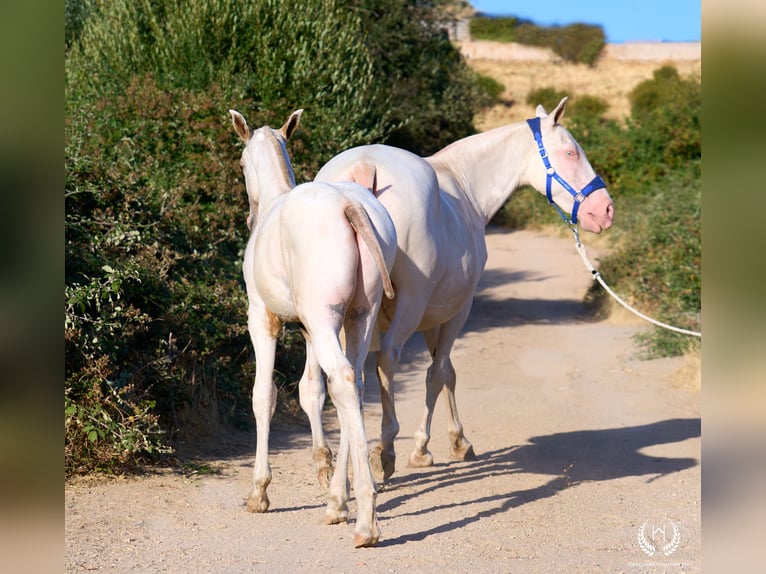 Caballo de deporte español Semental Potro (04/2026) Atigrado/Moteado in Navalperal De Pinares