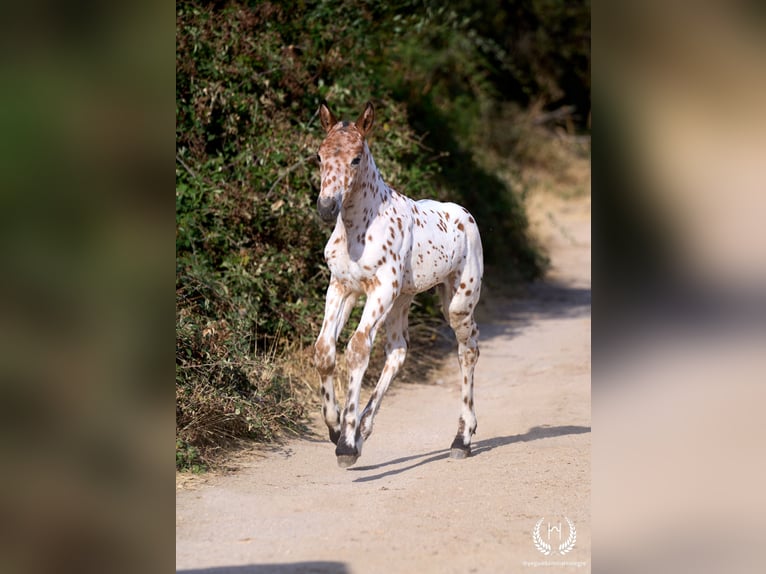 Caballo de deporte español Semental Potro (07/2026) Atigrado/Moteado in Navalperal De Pinares