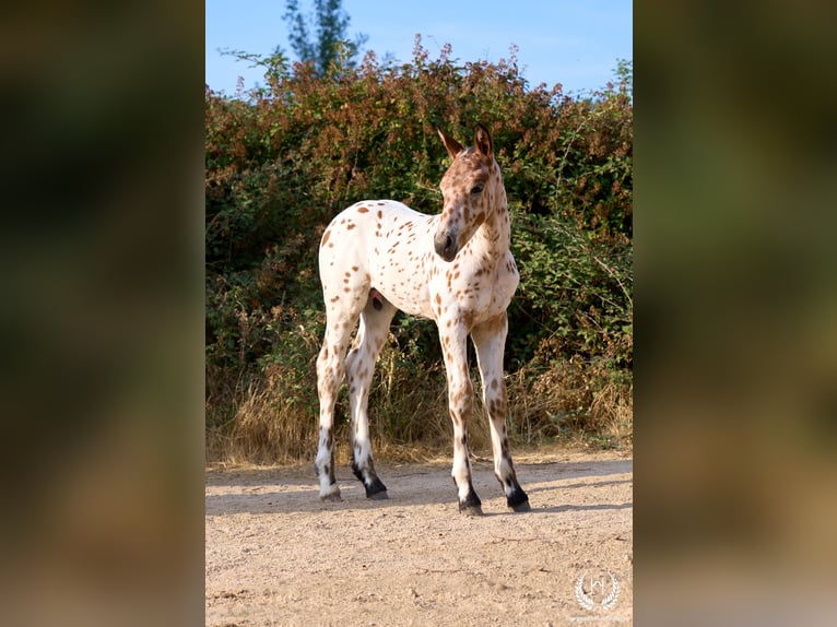 Caballo de deporte español Semental Potro (07/2026) Atigrado/Moteado in Navalperal De Pinares