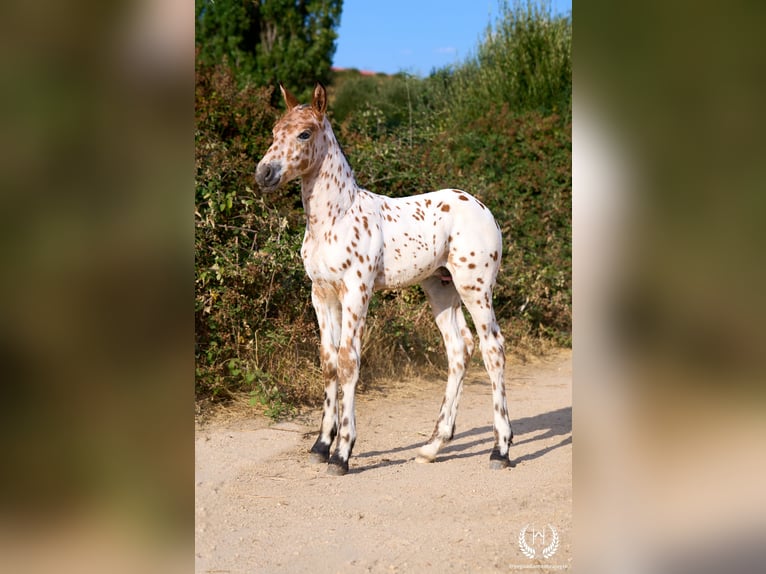 Caballo de deporte español Semental Potro (07/2026) Atigrado/Moteado in Navalperal De Pinares