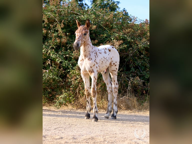 Caballo de deporte español Semental Potro (07/2026) Atigrado/Moteado in Navalperal De Pinares