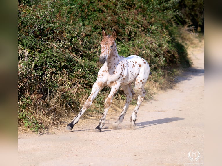 Caballo de deporte español Semental Potro (07/2026) Atigrado/Moteado in Navalperal De Pinares