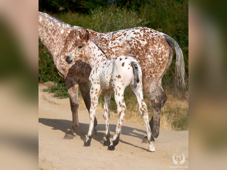 Caballo de deporte español Semental Potro (07/2026) Atigrado/Moteado in Navalperal De Pinares