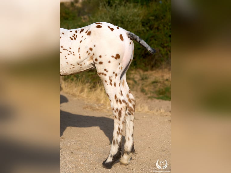 Caballo de deporte español Semental Potro (07/2026) Atigrado/Moteado in Navalperal De Pinares