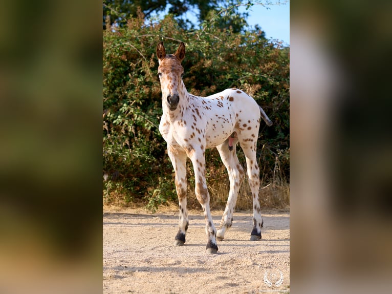 Caballo de deporte español Semental Potro (07/2026) Atigrado/Moteado in Navalperal De Pinares