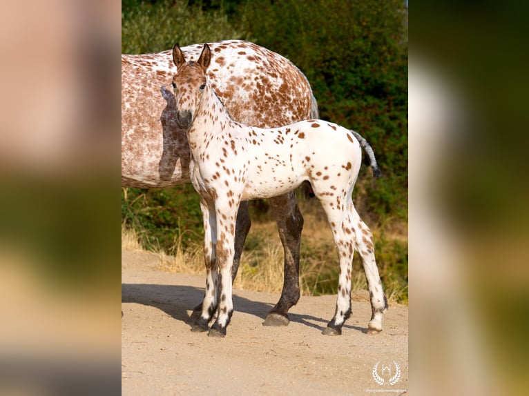 Caballo de deporte español Semental Potro (07/2026) Atigrado/Moteado in Navalperal De Pinares