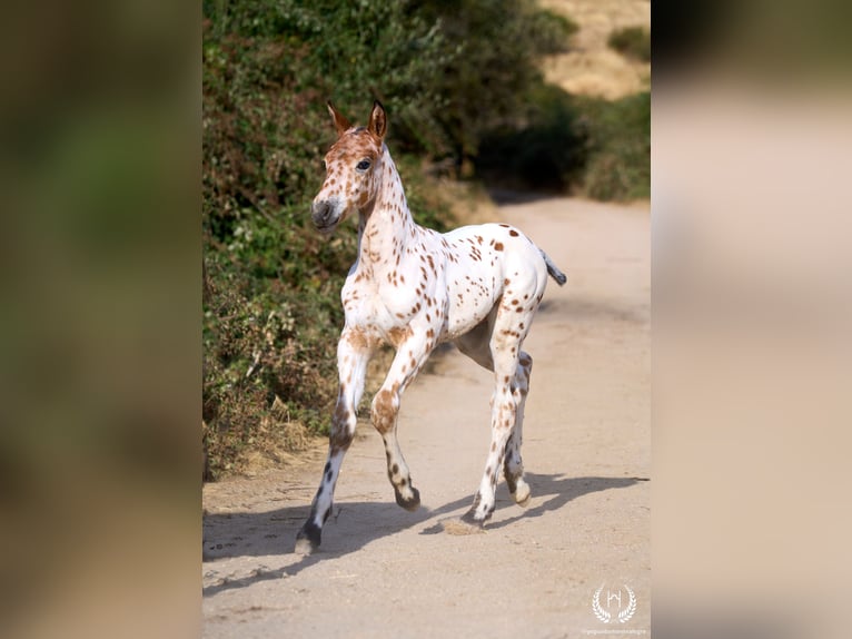 Caballo de deporte español Semental Potro (07/2026) Atigrado/Moteado in Navalperal De Pinares