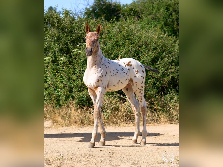 Caballo de deporte español Semental Potro (05/2026) Atigrado/Moteado in Navalperal De Pinares