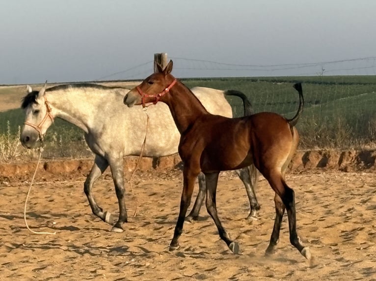 Caballo de deporte español Semental Potro (05/2026) Castaño in Ventosa De La Cuesta