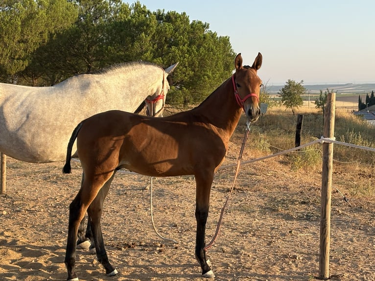 Caballo de deporte español Semental Potro (05/2026) Castaño in Ventosa De La Cuesta