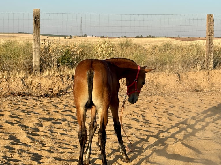 Caballo de deporte español Semental Potro (05/2026) Castaño in Ventosa De La Cuesta