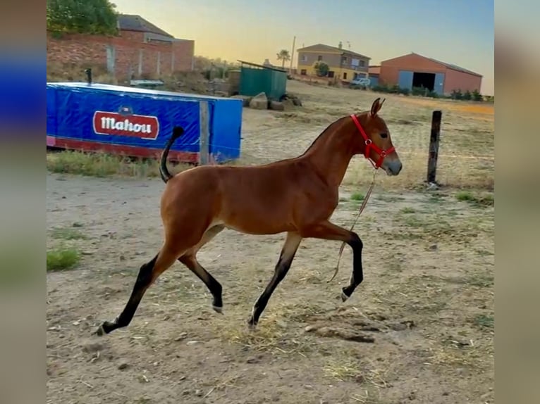 Caballo de deporte español Semental Potro (05/2026) Castaño in Ventosa De La Cuesta