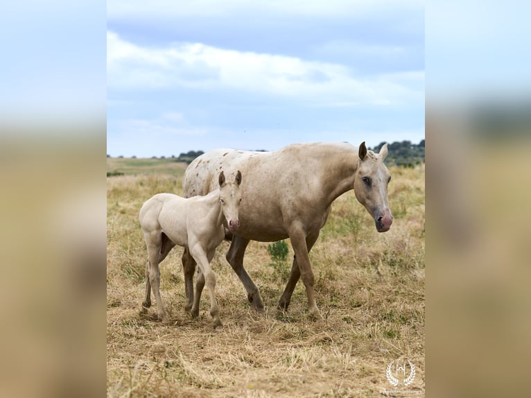 Caballo de deporte español Semental Potro (05/2024) Perlino in Navalperal De Pinares