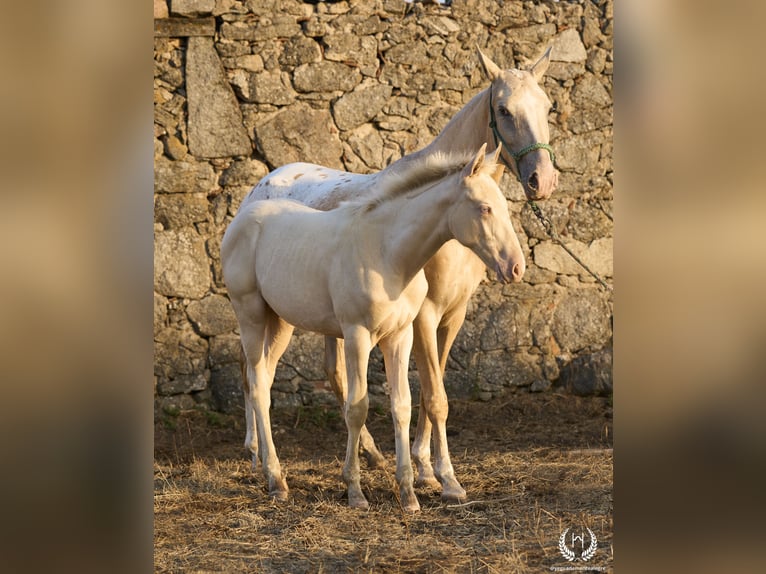 Caballo de deporte español Semental Potro (05/2024) Perlino in Navalperal De Pinares