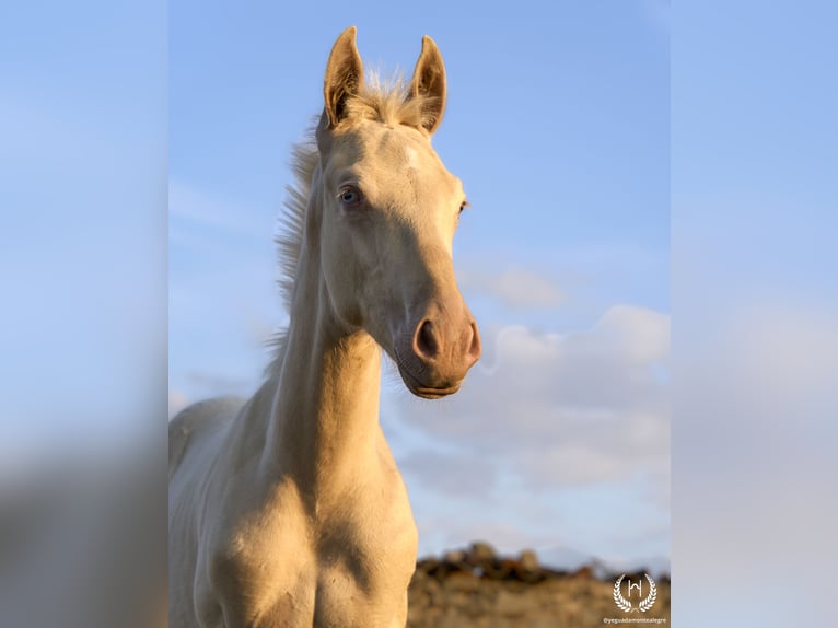 Caballo de deporte español Semental Potro (05/2024) Perlino in Navalperal De Pinares