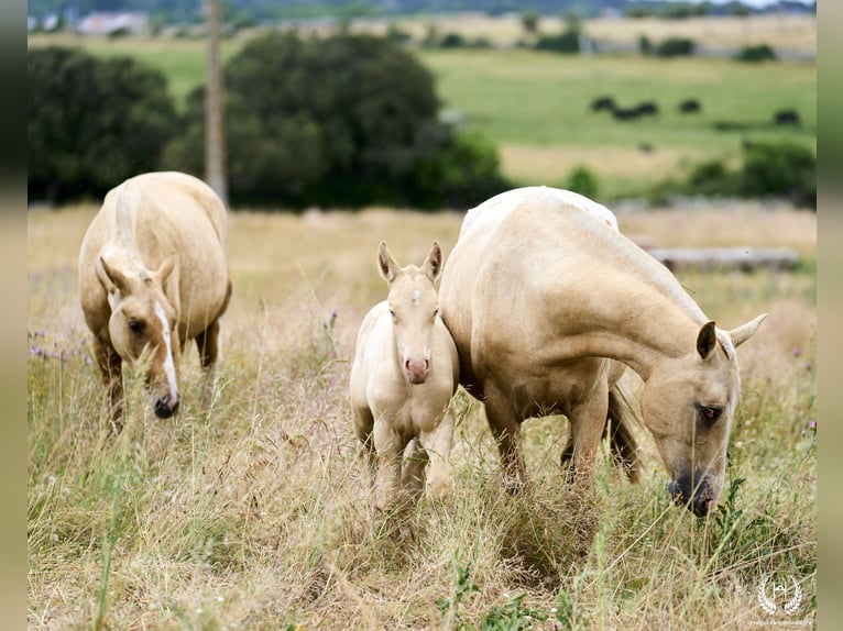 Caballo de deporte español Semental Potro (05/2024) Perlino in Navalperal De Pinares