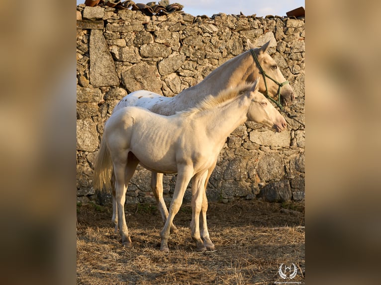 Caballo de deporte español Semental Potro (05/2024) Perlino in Navalperal De Pinares