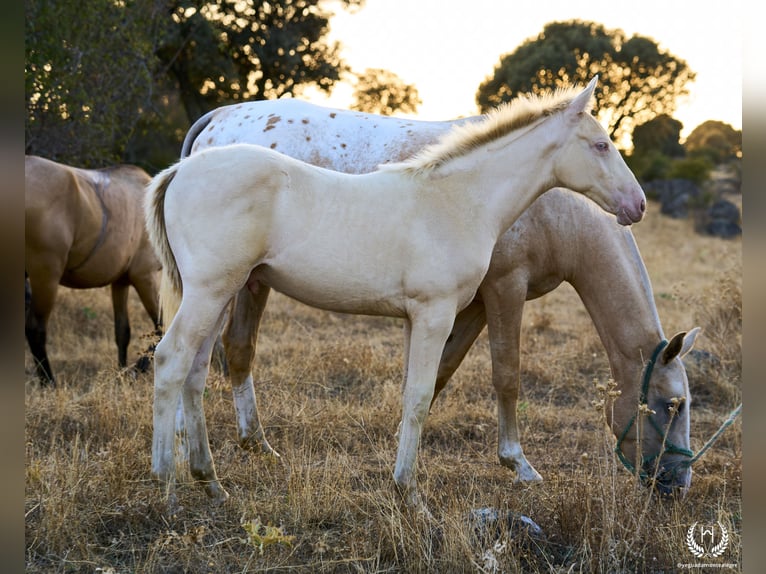 Caballo de deporte español Semental Potro (05/2024) Perlino in Navalperal De Pinares