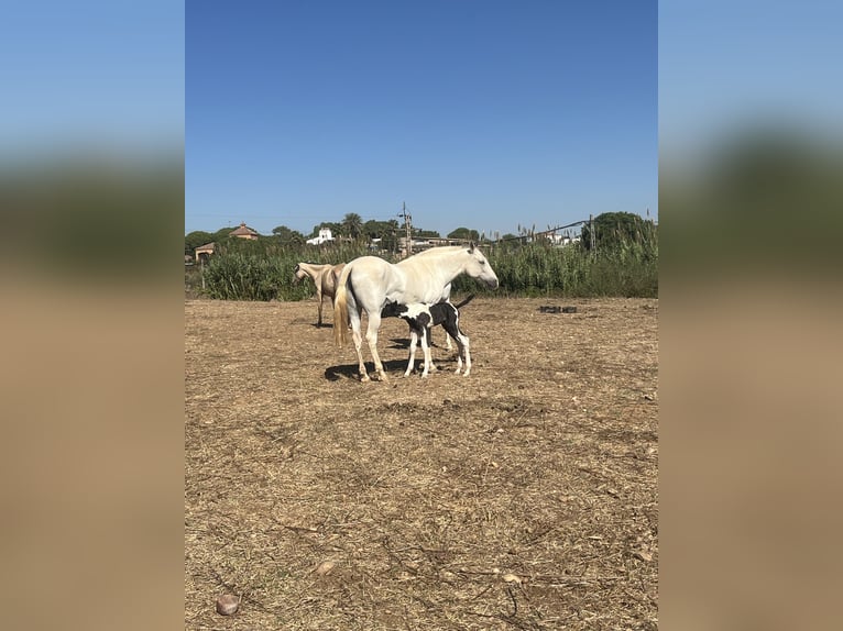Caballo de deporte español Semental Potro (10/2026) Pío in La Puebla Del Rio