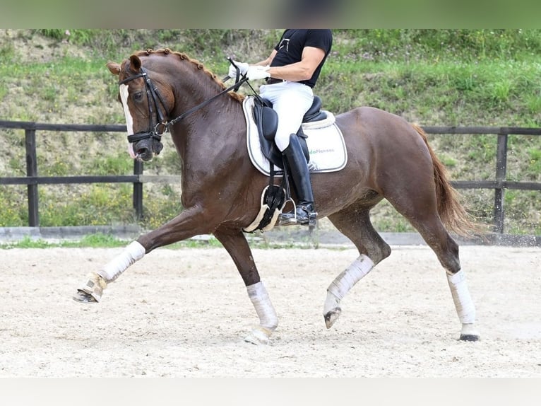 Caballo de deporte español Yegua 10 años 162 cm Castaño in Madrid