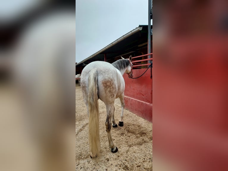 Caballo de deporte español Yegua 11 años 162 cm Tordo in torrejon de ardoz