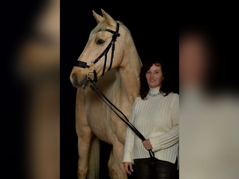 Caballo de deporte español Yegua 11 años 164 cm Palomino in Emmendingen