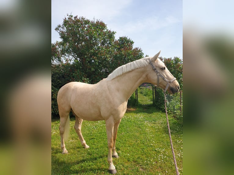 Caballo de deporte español Yegua 11 años 164 cm Palomino in Emmendingen