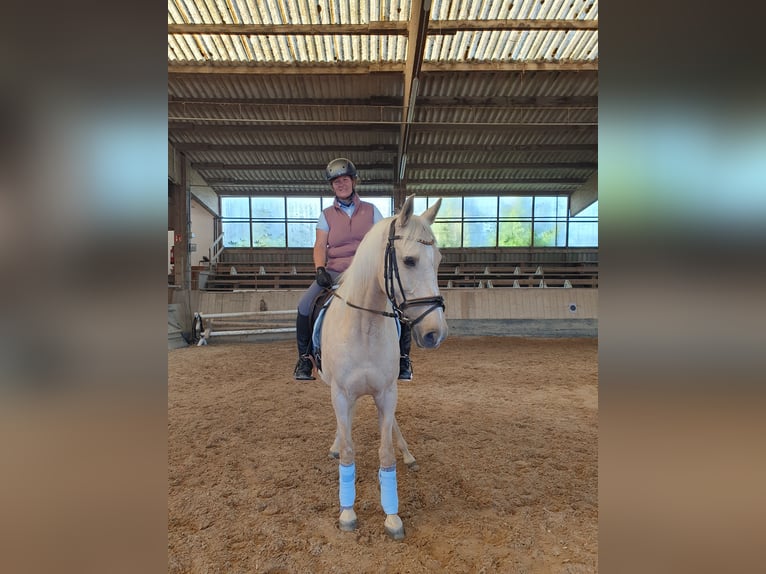 Caballo de deporte español Yegua 11 años 164 cm Palomino in Emmendingen