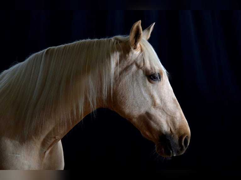 Caballo de deporte español Yegua 11 años 164 cm Palomino in Emmendingen