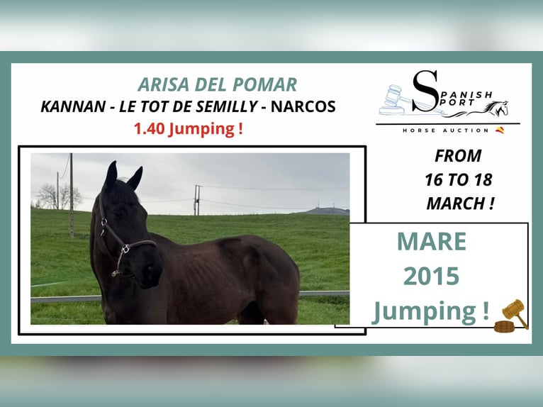 Caballo de deporte español Yegua 11 años 168 cm  in Santander