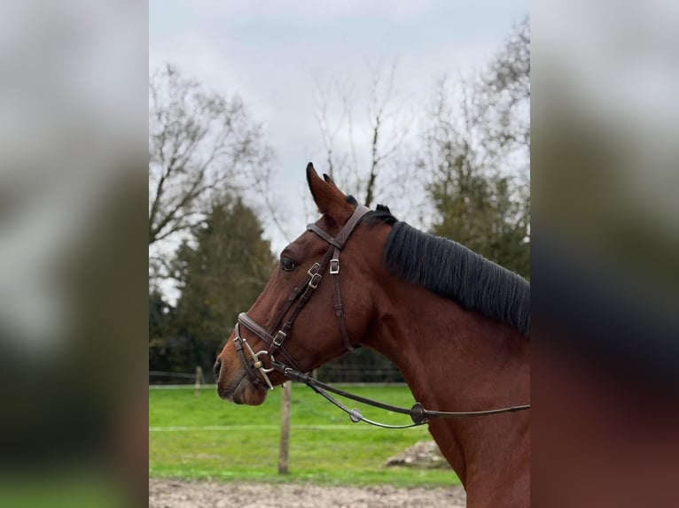 Caballo de deporte español Mestizo Yegua 12 años 156 cm Castaño oscuro in Hannut