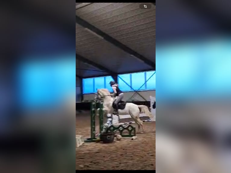 Caballo de deporte español Mestizo Yegua 12 años 156 cm Tordo in Welkenraedt